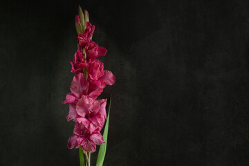 pink flower gladiolus on black background