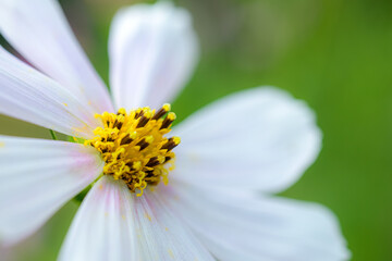 Obraz premium Close-up of a white cosmos flower (Cosmos bipinnatus) with yellow and dark-tipped stamens against a soft green background.