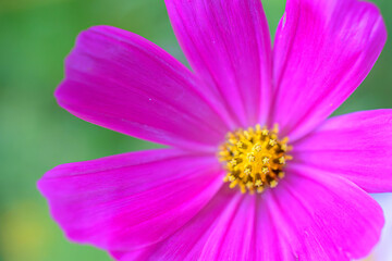 Fototapeta premium Close-up of a bright pink cosmos flower with a vibrant yellow center, standing out against a soft green background.