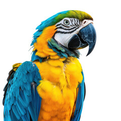 Fototapeta premium Colorful macaw parrot isolated on a white transparent Background