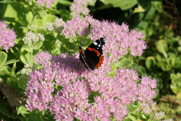 Admiral auf fetter Henne