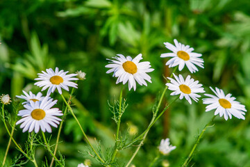 White daisies with yellow center grow on green meadow. Natural summer background, wildflower...