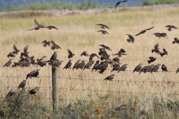 Obraz premium Pause auf dem Zaun