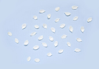 Scattered white petals on pastel blue background creating a delicate and serene floral pattern.