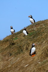 Fototapeta premium Group of Atlantic puffins standing on a grassy cliff above the sea, their colorful beaks bright against the rugged Icelandic coast