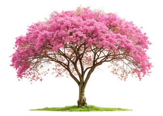 Tree with pink flowers is standing alone isolated on white background ,PNG.AI Generated.