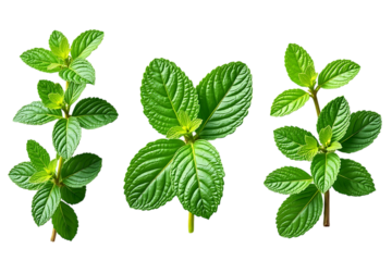  three sprigs of fresh green mint leaves isolated on transparent background