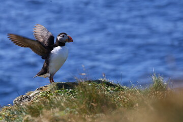 A single Atlantic puffin stands on a grassy cliff of Grimsey Island, Iceland, spreading its wings with the blue ocean in the background, capturing a lively seabird moment.