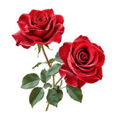 Naklejka premium Double red roses isolated on a white transparent Background, PNG illustration for floral design projects, romantic decor, and elegant botanical artworks