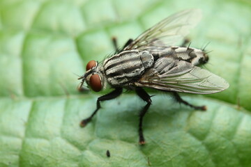 Flesh flies (Sarcophaga spp.), belonging to the family Sarcophagidae, play an important role in...