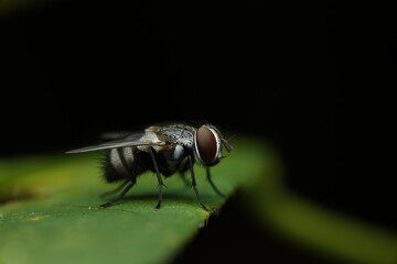 The housefly (Musca domestica), belonging to the family Muscidae, is one of the most widespread insects worldwide. It plays an ecological role in decomposing organic matter.