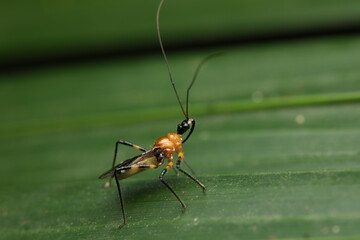 The Milkweed Assassin Bug belonging to the family Reduviidae, is an important predatory insect in agricultural ecosystems. It helps regulate pest populations such as aphids and caterpillars. 