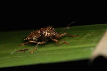  The Spined Soldier Bug (Podisus maculiventris), belonging to the family Pentatomidae, plays a...