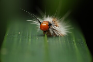  Tussock Moth Caterpillar is a larval stage of nocturnal moths. It has a furry body with orange...