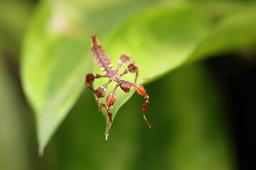 Naklejka premium The Australian spiny leaf insect (Extatosoma tiaratum) belongs to the order Phasmatodea. Its body resembles sticks and leaves, with spines along the body for camouflage. 