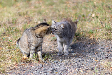 Obraz premium Pair of gray cats kissing, affectionate domestic cats nose to nose