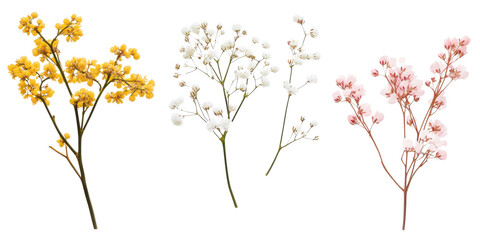 Fototapeta premium Floral set small sprigs of yellow Berberis Thunbergii, pink Chamelaucium, and white gypsophila isolated on a white transparent background