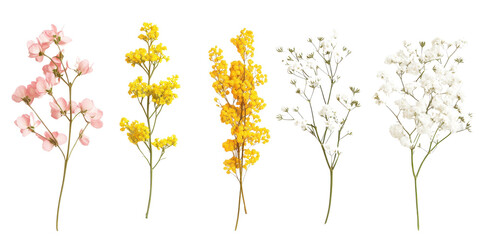 Floral set small sprigs of yellow Berberis Thunbergii, pink Chamelaucium, and white gypsophila isolated on a white transparent background
