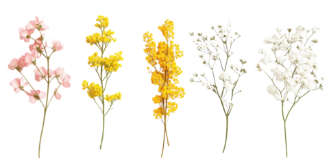 Floral set small sprigs of yellow Berberis Thunbergii, pink Chamelaucium, and white gypsophila isolated on a white transparent background