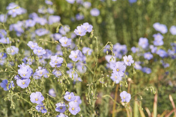Field of blooming pale blue flax flowers in sunlit meadow with greenery.