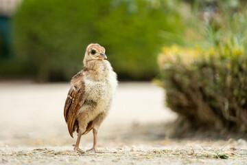 Close-Up of Young Bird Chick Standing on Ground in Nature