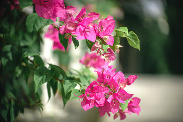 Bougainvillea