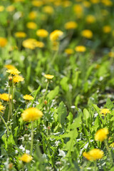 Fototapeta premium Vibrant dandelion field in bloom on a sunny day with bright green foliage and yellow blossoms.