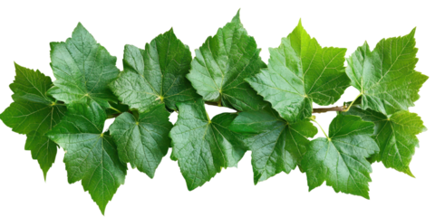 Grape leaves vine plant branch with tendrils in vineyard isolated on a white transparent background