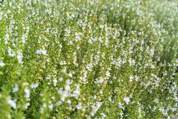 Winter savory, Satureja montana,perennial savory.  Small white flowers.