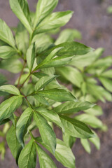 Close up of lush green leaves on a sunny day in a garden setting with blurred background.