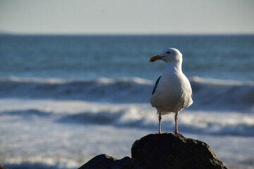 seagull on rock