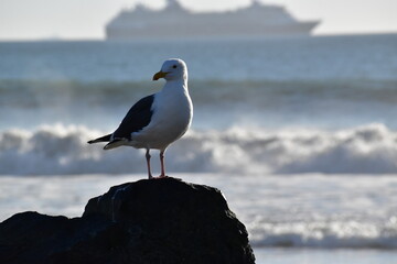 seagull on rock