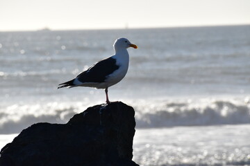 seagull on the beach