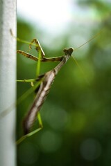 green praying mantis