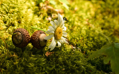 acorn on a tree