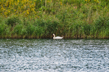 A white swan swims on the Cybina River on a summer day