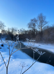 Beautiful abstract closeup of hoarfrost meadow grass. Abstract natural winter background.