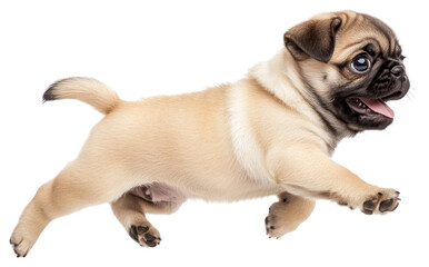 Obraz premium PNG Pug puppy running pug background animal.