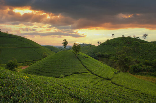 Aerial view of a Tea plantation in the rolling mountain landscape at sunrise, Long Coc, Phu Tho Province, Vietnam