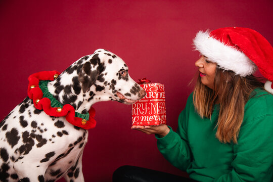 Smiling woman wearing a santa hat giving a wrapped Christmas gift to her per dalmatian