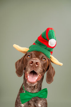 Portrait of a german shorthaired pointer dog wearing a bow tie and a Christmas hat with elf ears