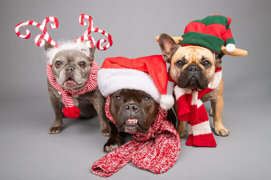 Three French bulldog and bull terrier mix dogs sitting side by side wearing assorted festive Christmas outfits