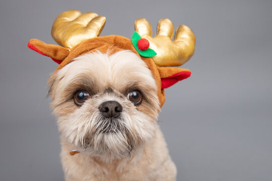 Portrait of a shih tzu dog wearing Christmas reindeer antlers