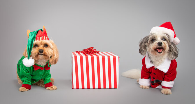 Miniature maltipoo and a toy cavapoo dressed in Santa Claus and Elf outfits sitting next to a wrapped Christmas gift