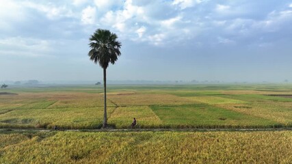 Bogura, Bangladesh - 21 August 2025: Aerial view of a tall palm tree standing proudly amidst fields with golden and green crops, under a blue sky.