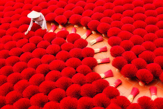 Woman wearing a traditional Ao Dai gathering dried Incense sticks, Hanoi, Vietnam