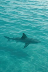 Fototapeta premium Shark swimming in turquoise ocean water beneath clear sky