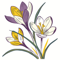 set of crocus flower