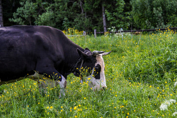 large black and white cow, steep horns, nibbling grass, bell on neck, standing in pasture,...