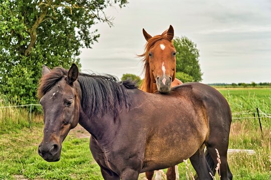 Two horses standing in a field in summer, East Frisia, Lower Saxony, Germany
